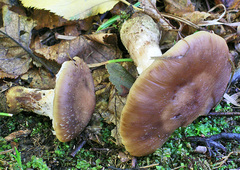 Armillaria calvescens