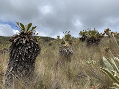 Espeletia