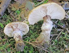 Armillaria calvescens