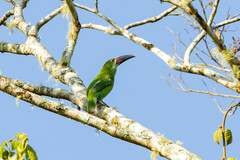 Aulacorhynchus derbianus