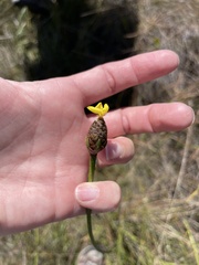 Xyris ambigua