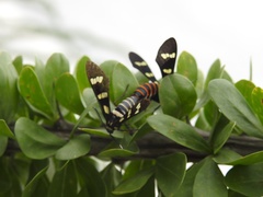 Syntomeida melanthus