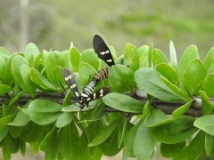 Syntomeida melanthus