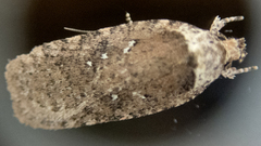 Agonopterix pulvipennella