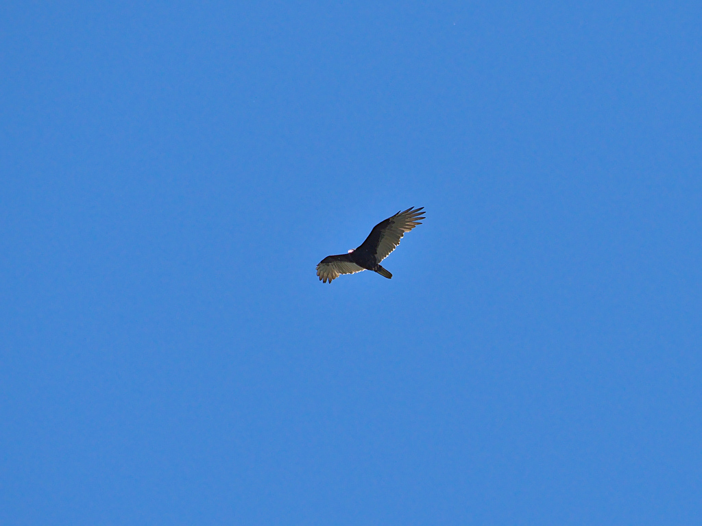 Turkey Vulture from High ParkSwansea, Toronto, ON, Canada on September