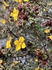 Chaetolepis microphylla