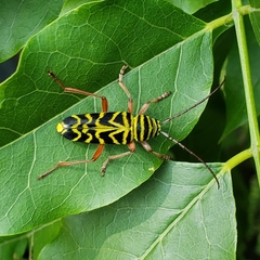 Megacyllene robiniae