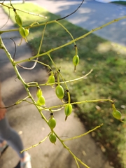 Styphnolobium japonicum
