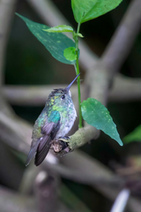 Chrysuronia versicolor