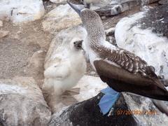 Sula nebouxii excisa