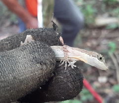 Anolis rodriguezii