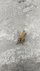 Promachus yesonicus