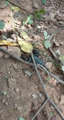 Heterometrus thorellii