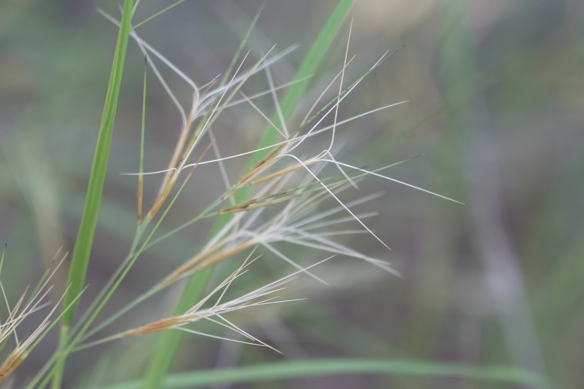 Aristida