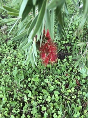Melaleuca viminalis