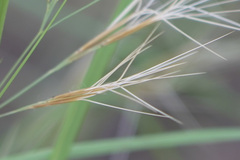 Aristida desmantha