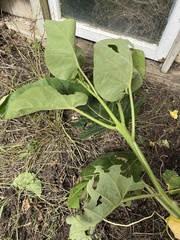 Solanum betaceum