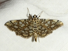 Lygropia rivulalis