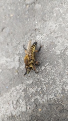 Promachus yesonicus