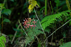 Epidendrum catillus