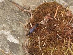 Pimpla pedalis