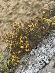 Chaetolepis microphylla
