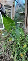 Solanum betaceum