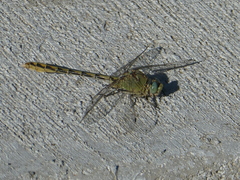 Ophiogomphus severus