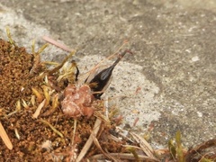 Pimpla pedalis