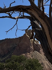 Juniperus osteosperma