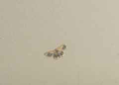 Idaea macrospila