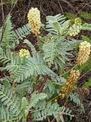 Astragalus pycnostachyus