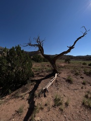 Juniperus osteosperma