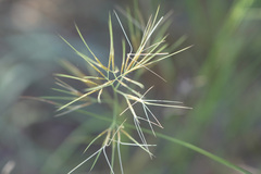 Aristida desmantha