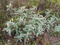 Astragalus pycnostachyus