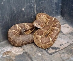 Crotalus molossus nigrescens