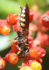 Myzinum carolinianum