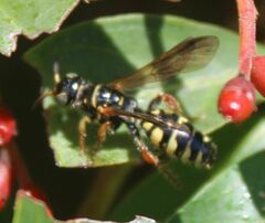 Myzinum carolinianum