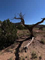 Juniperus osteosperma