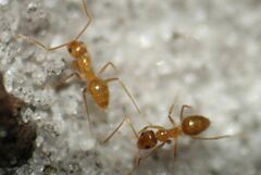 Nylanderia phantasma