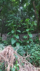 Phytolacca