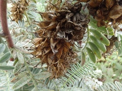 Astragalus pycnostachyus