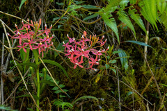 Epidendrum catillus