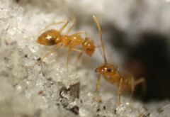 Nylanderia phantasma