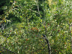 Plantaginaceae
