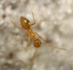 Nylanderia phantasma