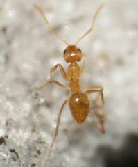 Nylanderia phantasma