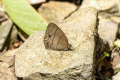 Satyrinae