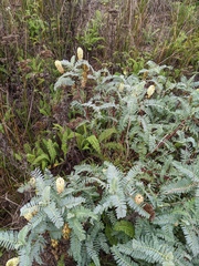 Astragalus pycnostachyus