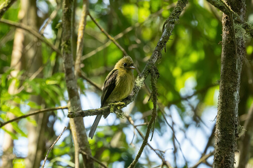 Olive Flycatcher
